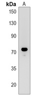 Siglec 10 Antibody