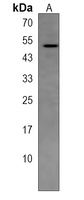 CD327 Rabbit Polyclonal Antibody