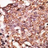 CD327 Rabbit Polyclonal Antibody
