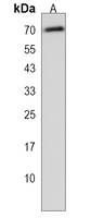 PLBD2 Rabbit Polyclonal Antibody