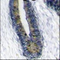 FAU Rabbit Polyclonal Antibody