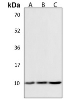 COX7A1 Rabbit Polyclonal Antibody