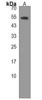 NTN3 Rabbit Polyclonal Antibody