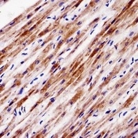 NR1D2 Rabbit Polyclonal Antibody