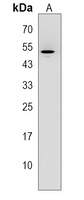 CDR2 Rabbit Polyclonal Antibody