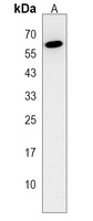 NELFA Rabbit Polyclonal Antibody