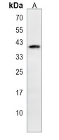 MORF4L2 Rabbit Polyclonal Antibody