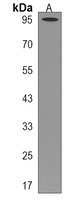 PLCD3 Rabbit Polyclonal Antibody
