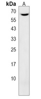 CNOT4 Antibody