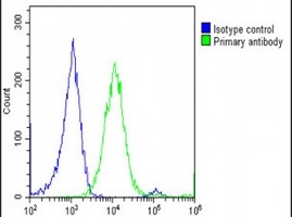 CNOT4 Antibody