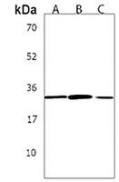 Stanniocalcin 2 Rabbit Polyclonal Antibody