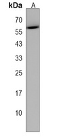 NRBP2 Rabbit Polyclonal Antibody