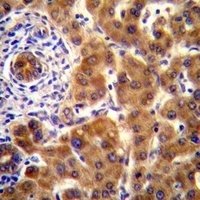 NRBP2 Rabbit Polyclonal Antibody
