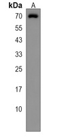 FAM198B Rabbit Polyclonal Antibody