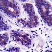 GDPD3 Rabbit Polyclonal Antibody
