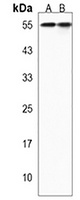 NOSTRIN Rabbit Polyclonal Antibody