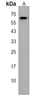 AMIGO1 Rabbit Polyclonal Antibody