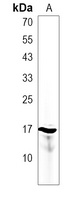 NRARP Rabbit Polyclonal Antibody