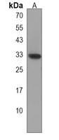STX17 Rabbit Polyclonal Antibody