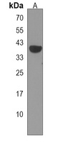 GRINA Antibody