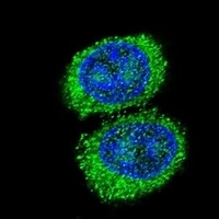 NPC1 Antibody