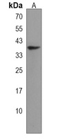 ENDOU Rabbit Polyclonal Antibody