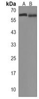 APCDD1 Antibody