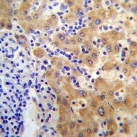 APCDD1 Antibody