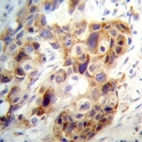 PI15 Rabbit Polyclonal Antibody