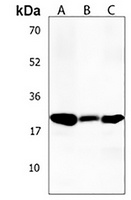 GFRA4 Rabbit Polyclonal Antibody