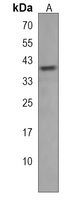 SEC14L4 Rabbit Polyclonal Antibody