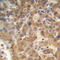 SEC14L4 Rabbit Polyclonal Antibody