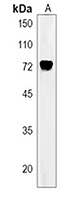 TM9SF2 Rabbit Polyclonal Antibody
