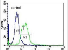 MPP3 Rabbit Polyclonal Antibody