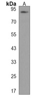 SUSD2 Rabbit Polyclonal Antibody