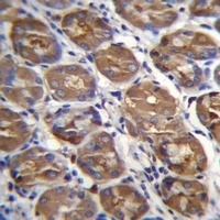 PGA4 Rabbit Polyclonal Antibody