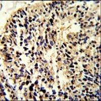 BCL2A1 Antibody