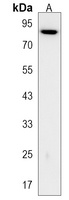 SIM1 Rabbit Polyclonal Antibody