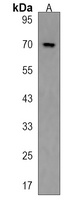 PIK3AP1 Rabbit Polyclonal Antibody