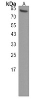 POGK Rabbit Polyclonal Antibody