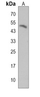 DOC2A Rabbit Polyclonal Antibody