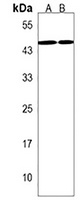 LOXL3 Rabbit Polyclonal Antibody