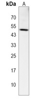 DSN1 Rabbit Polyclonal Antibody