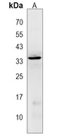 LIX1L Rabbit Polyclonal Antibody