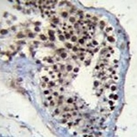 SOX15 Rabbit Polyclonal Antibody