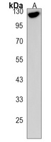 C7orf63 Rabbit Polyclonal Antibody