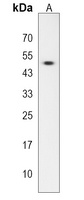 MBOAT4 Antibody