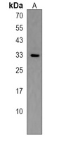 EVPLL Rabbit Polyclonal Antibody