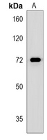 POU6F2 Rabbit Polyclonal Antibody