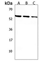 SLC36A1 Rabbit Polyclonal Antibody